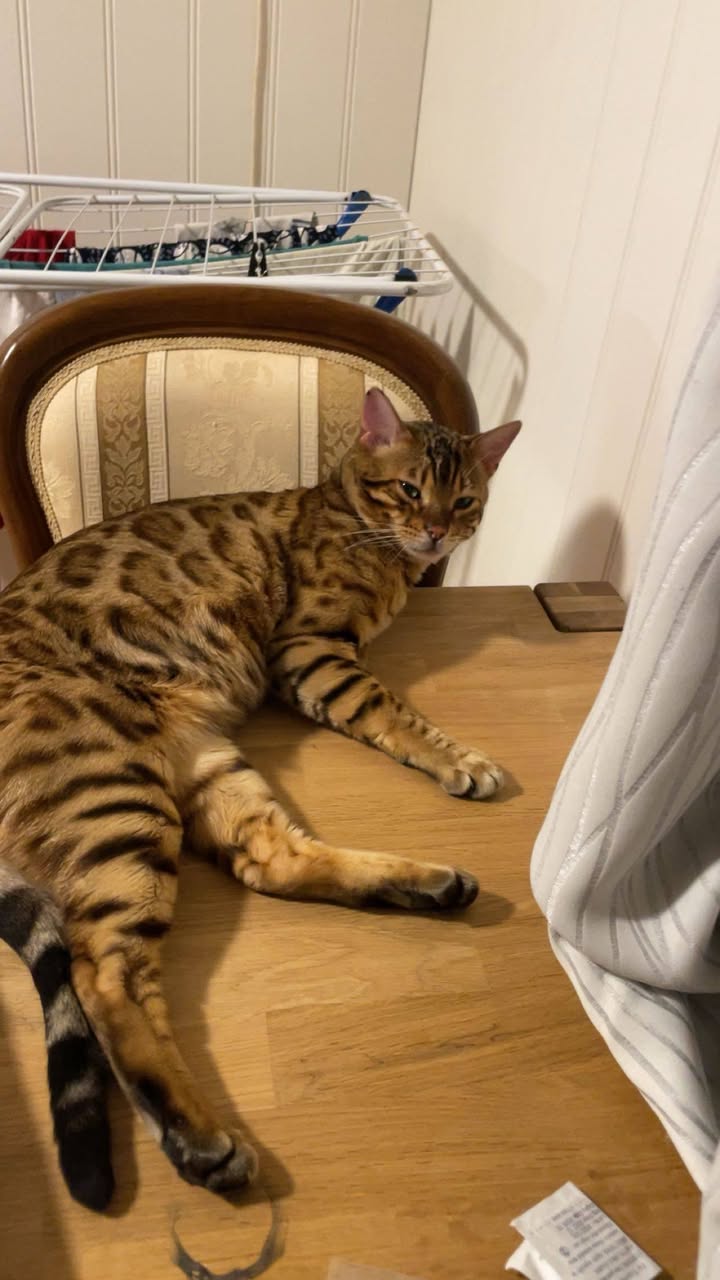 Lost Cat in Halden