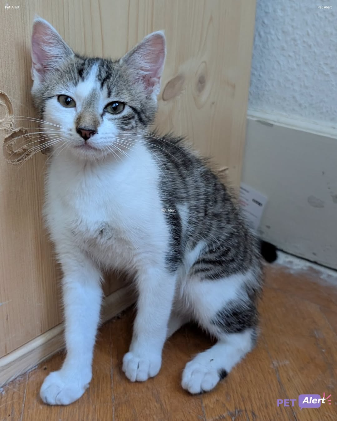 Lost Cat in Lancy