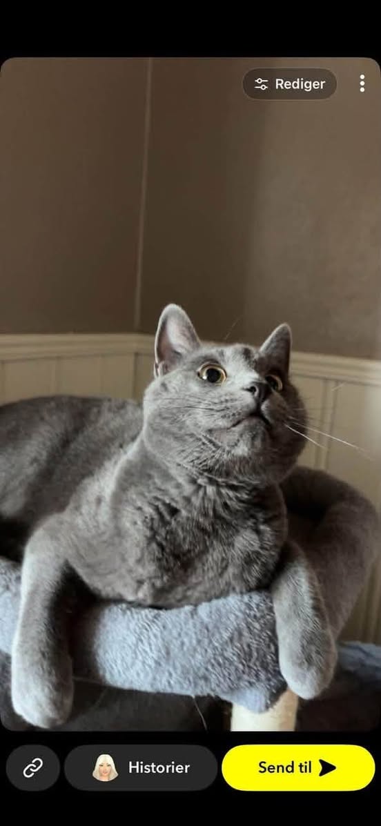 Lost Cat in Fredrikstad