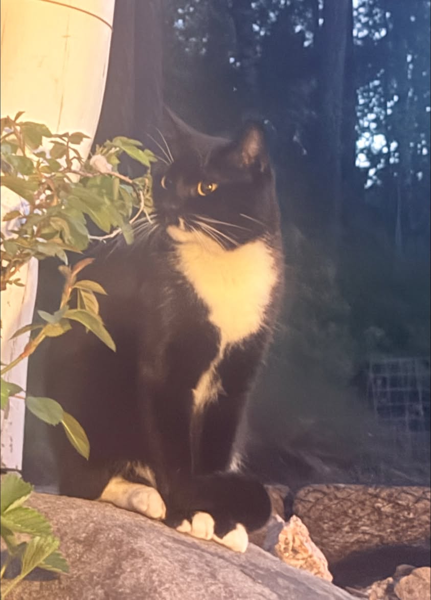 Lost Cat in Sarpsborg