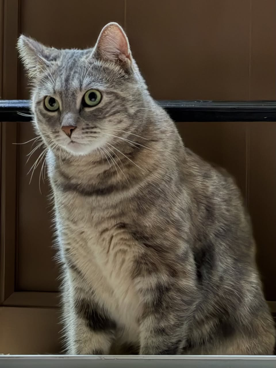 Lost Cat in Ecublens