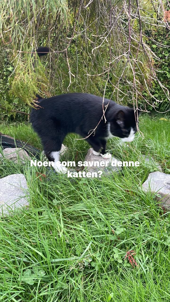 Found cat