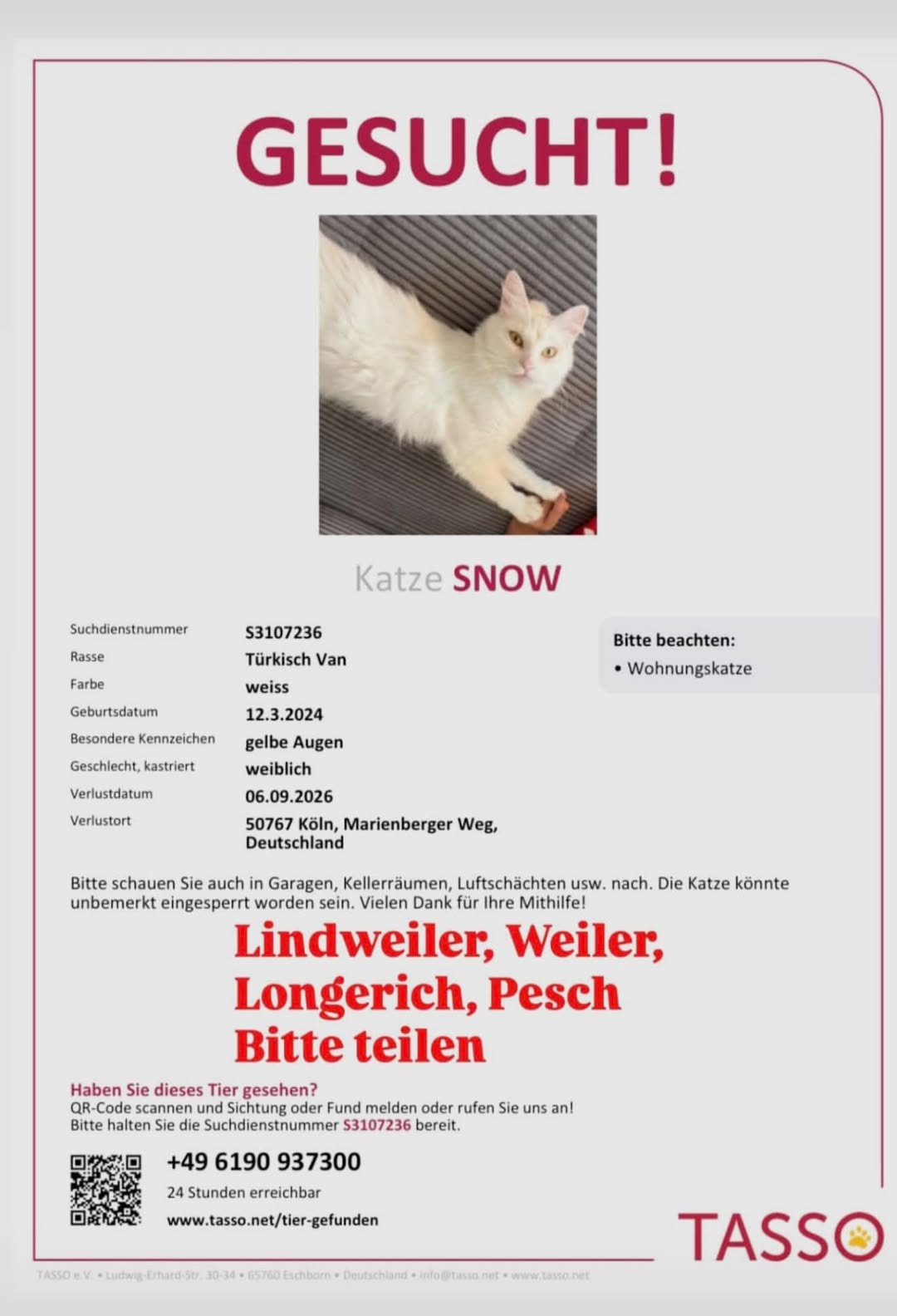 Lost cat