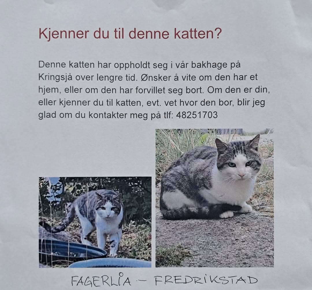 Found cat