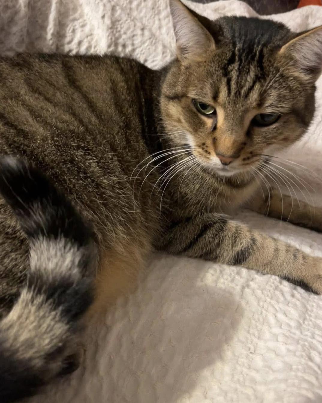 Lost cat
