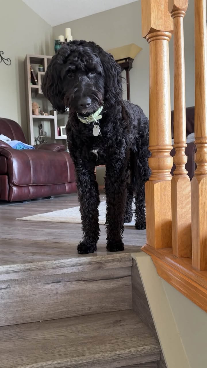 Lost Dog in Abraham Lake