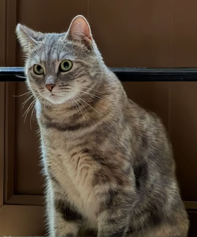 Lost cat