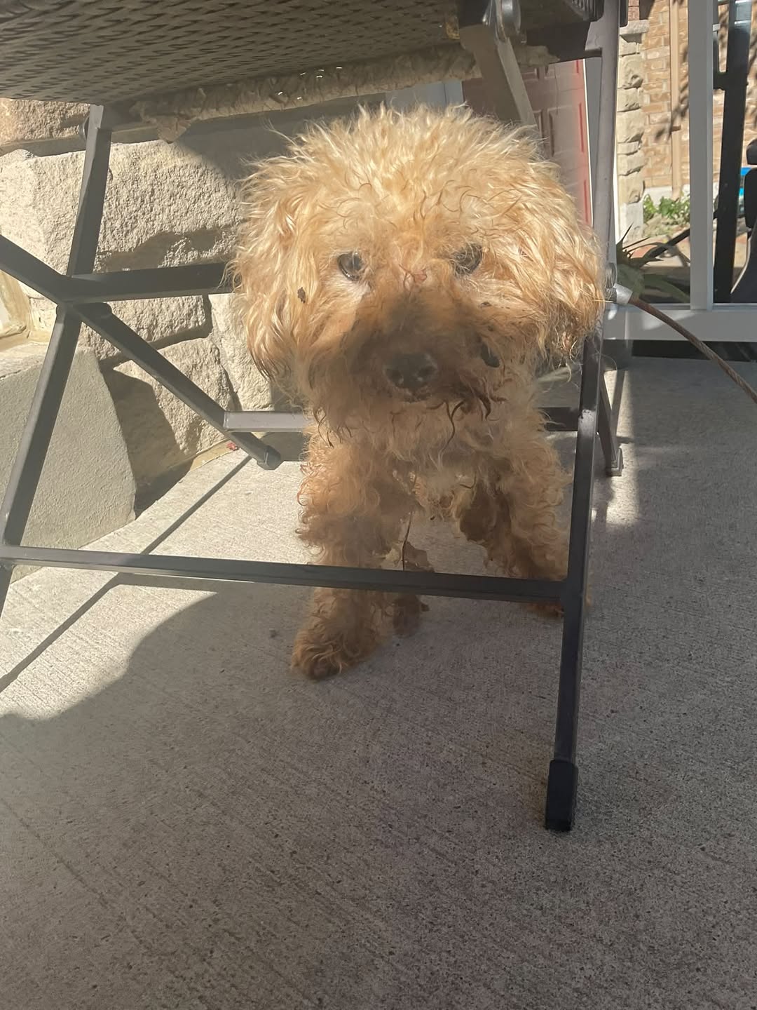 Found dog