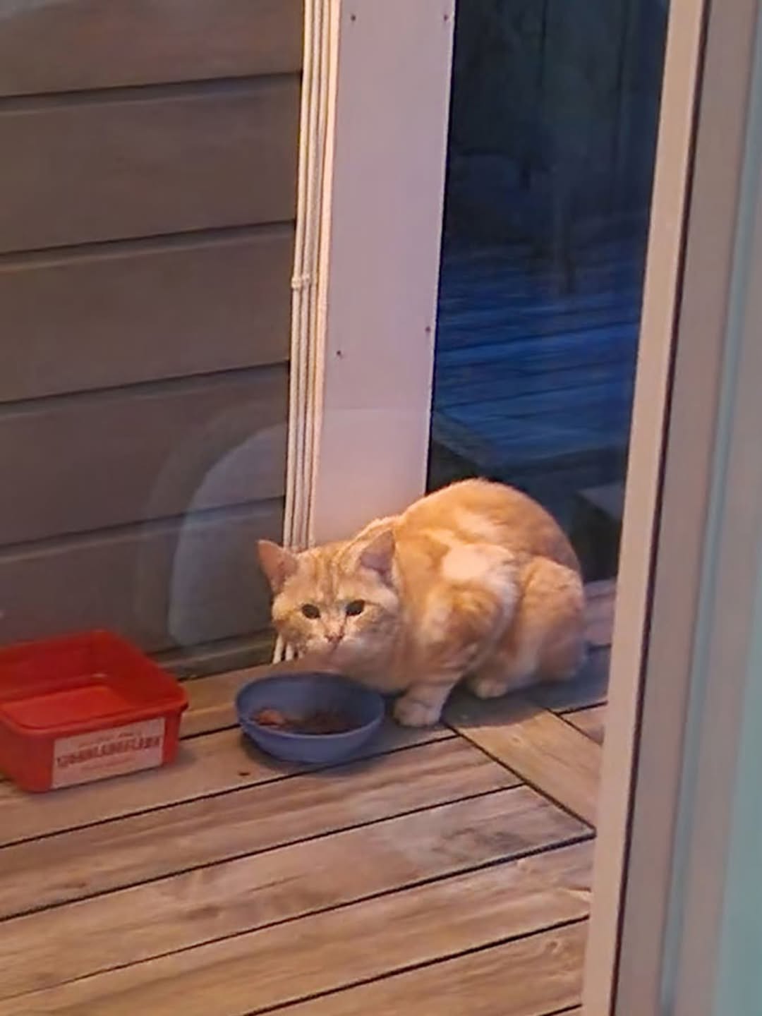 Found Cat in ØStfold