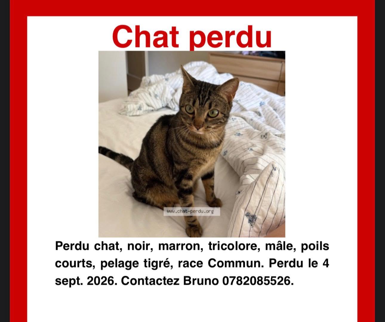 Lost Cat in Geneva
