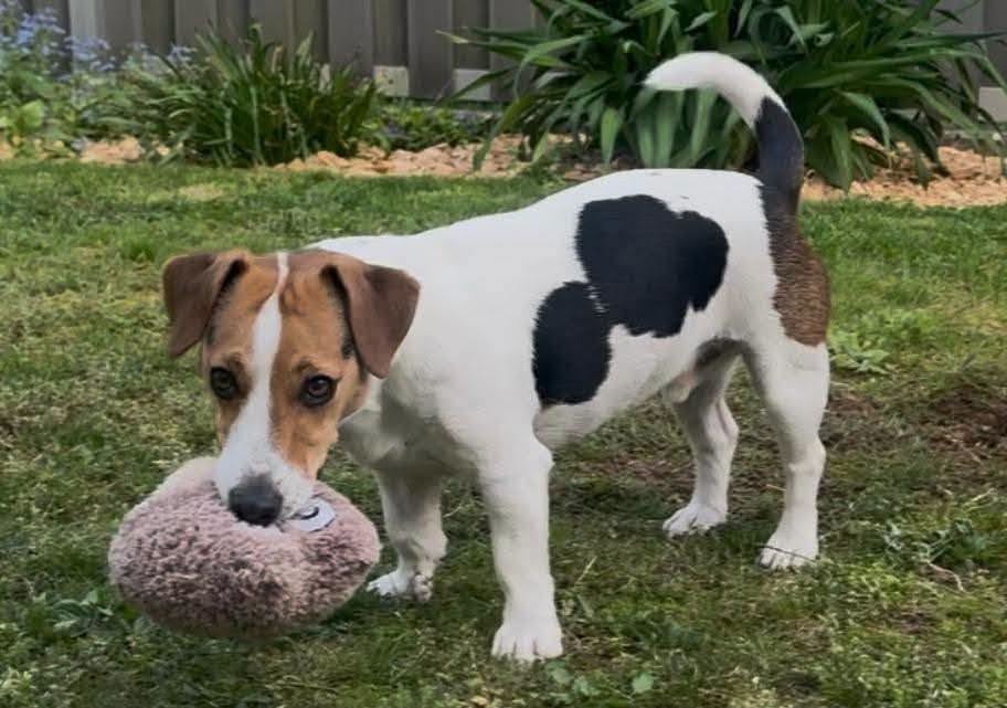 Lost Dog in Germany