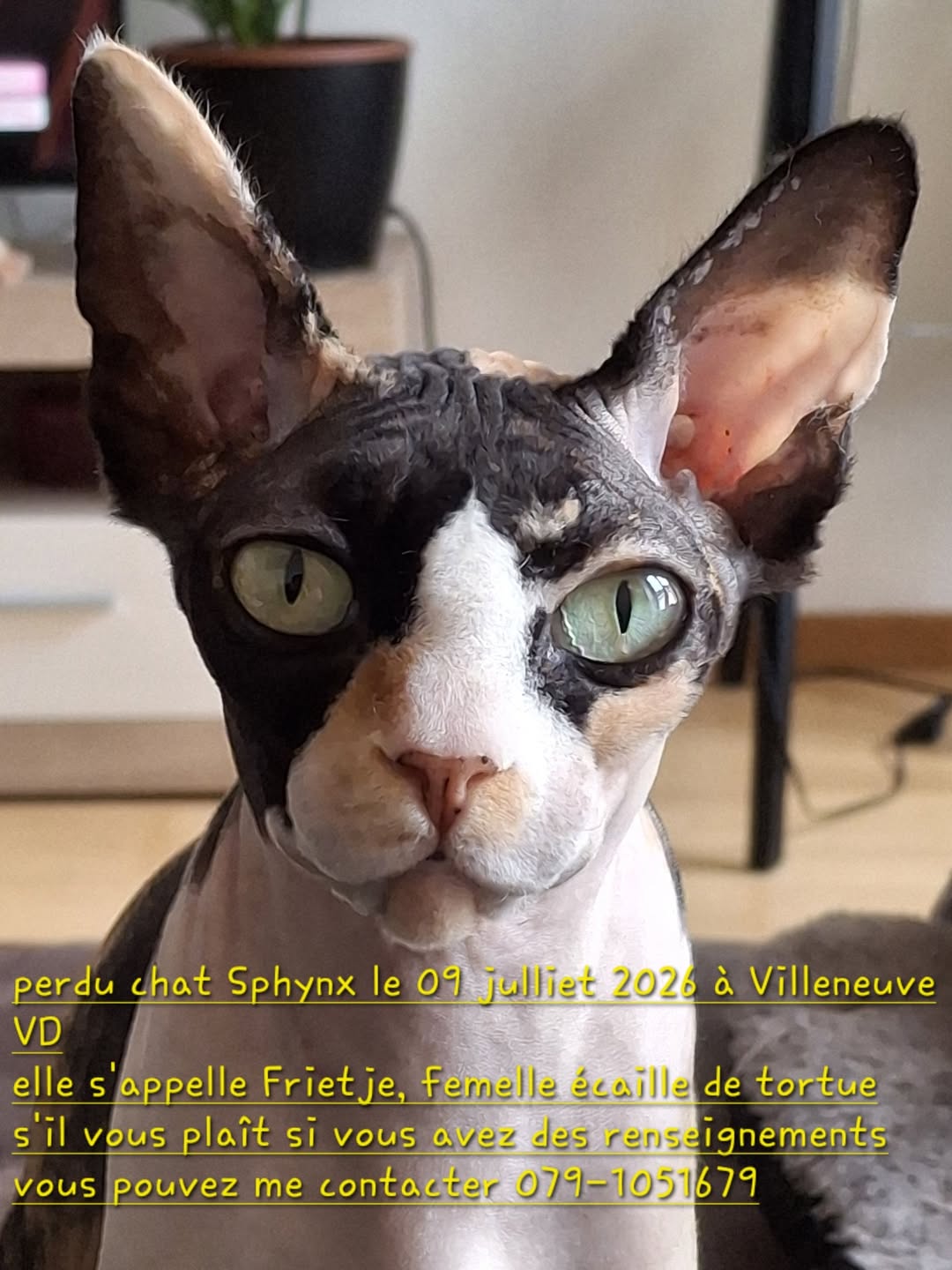 Lost Cat in Vaud