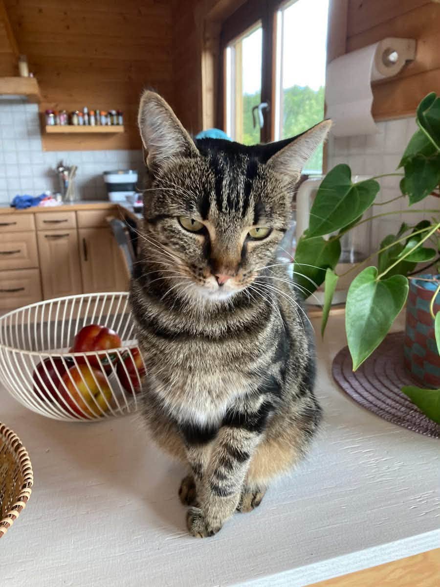 Lost Cat in Geneva