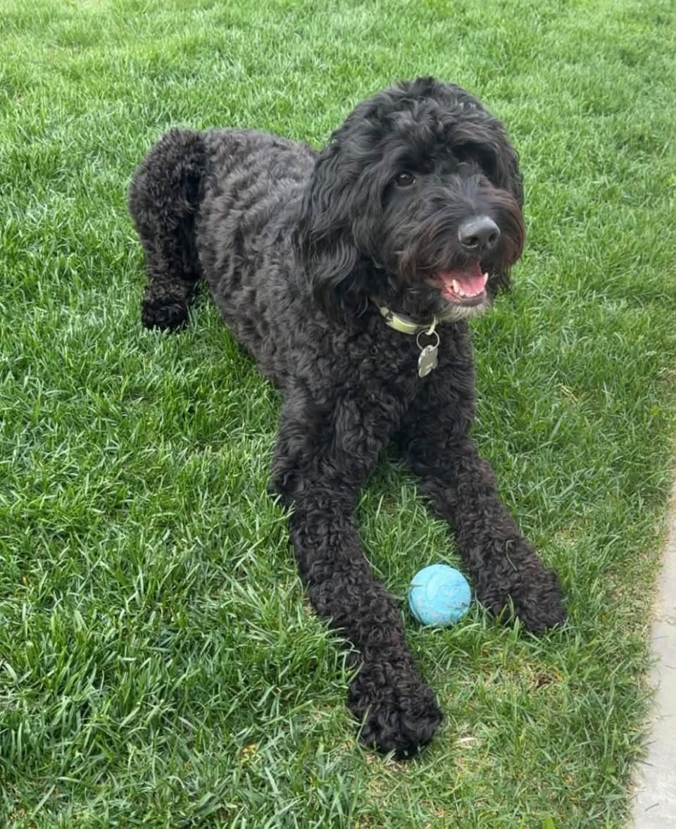 Found dog