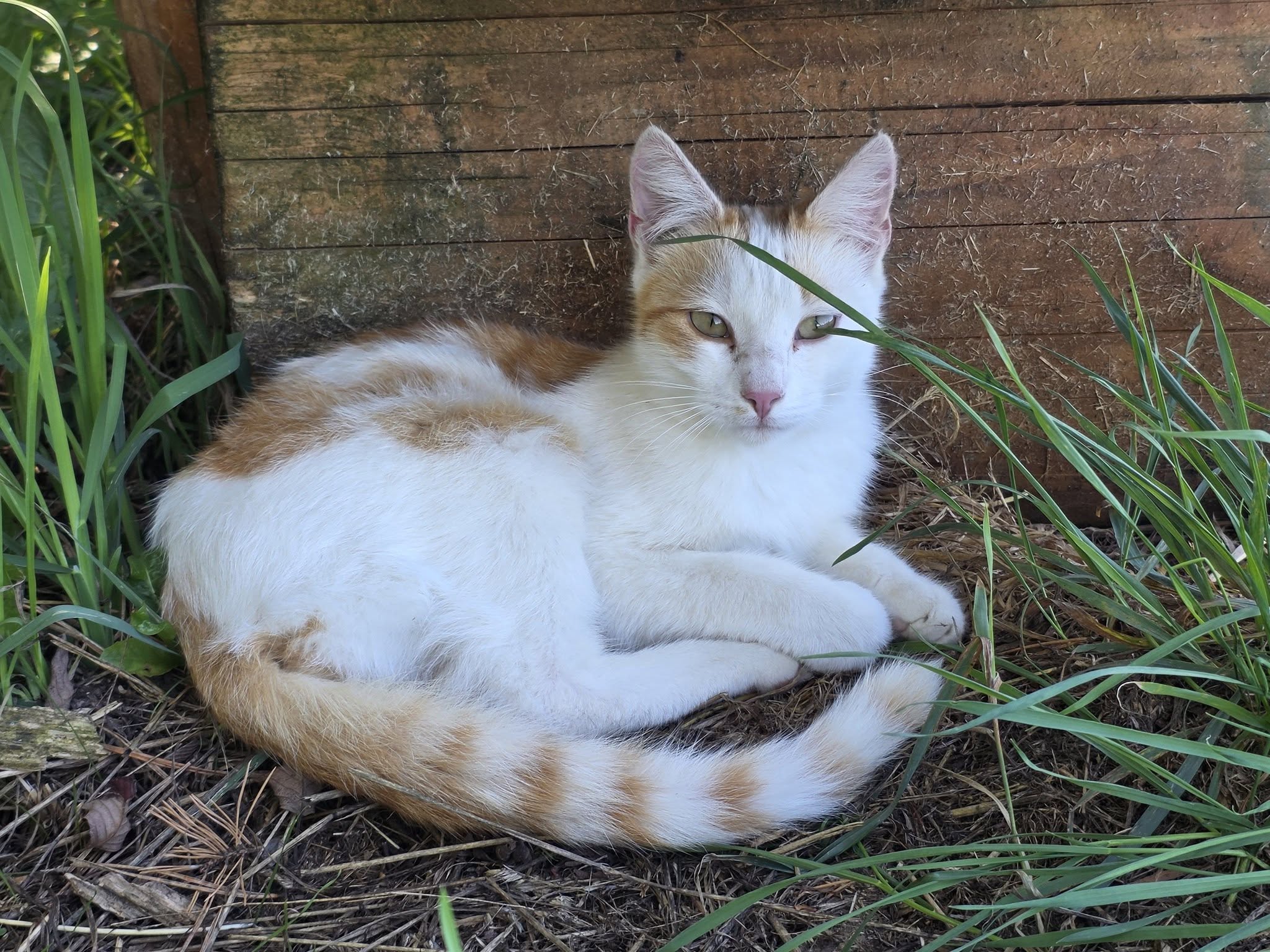 Found cat