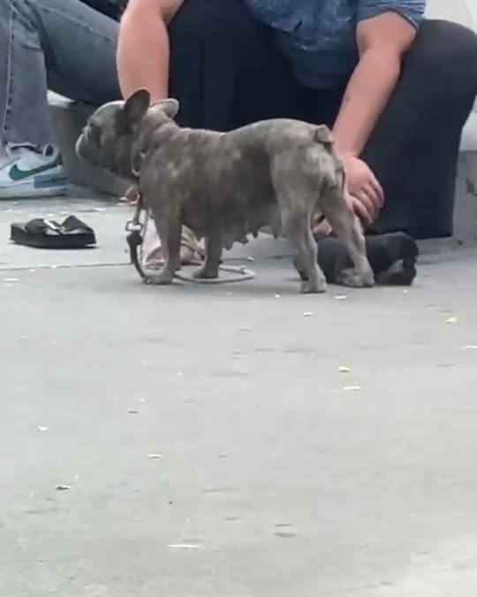 Found dog