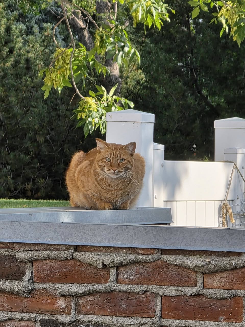 Found Cat in Alberta
