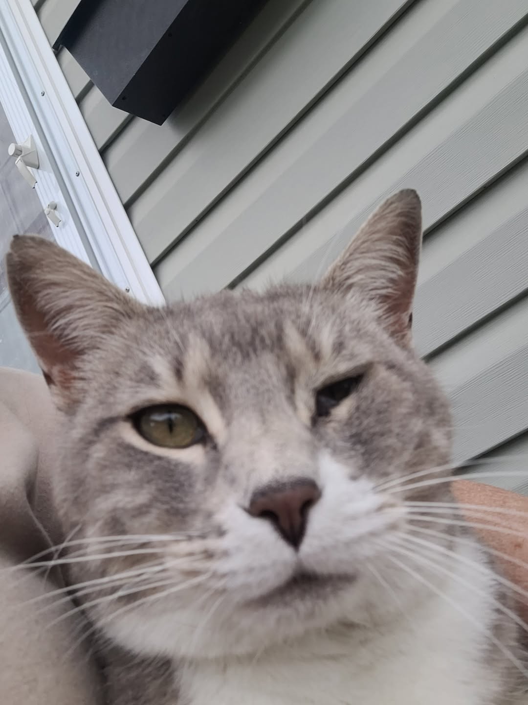Found Cat in Camrose