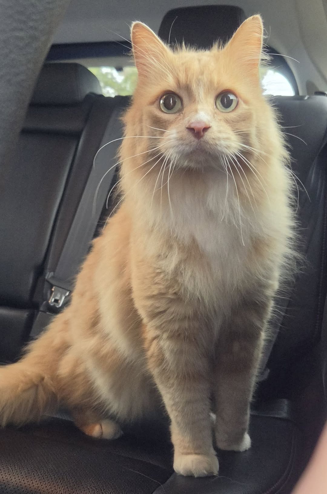 Found Cat in Alberta