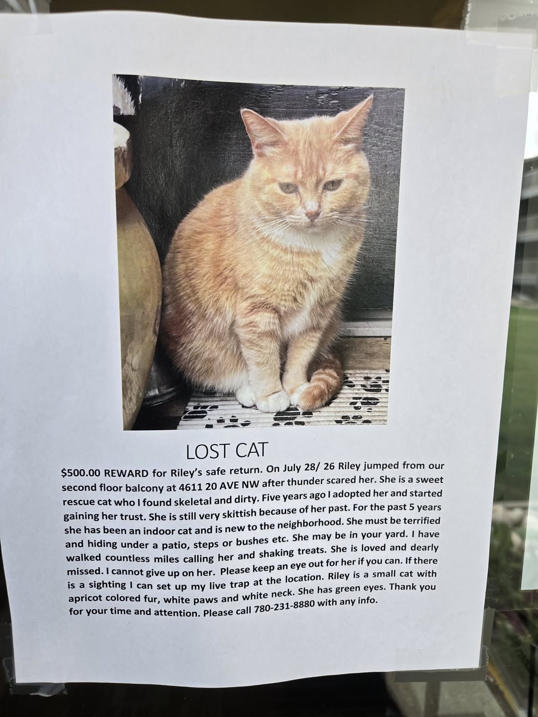 Lost cat