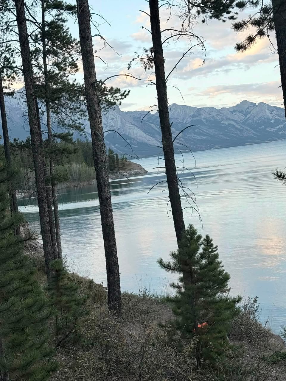 Lost Dog in Clearwater County