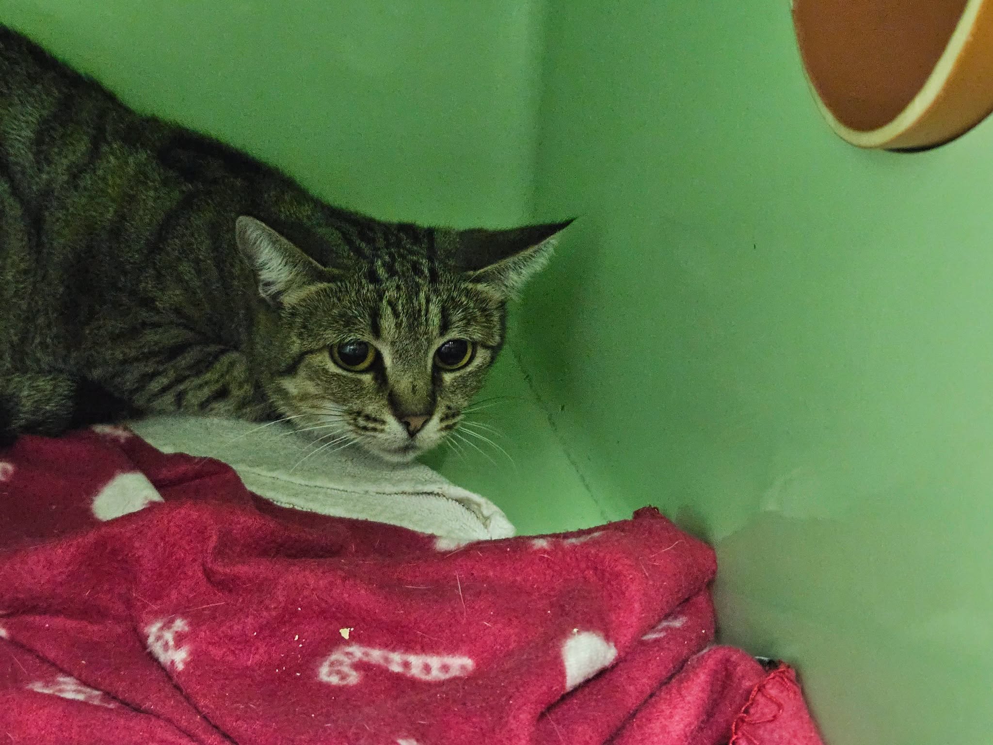 Found cat