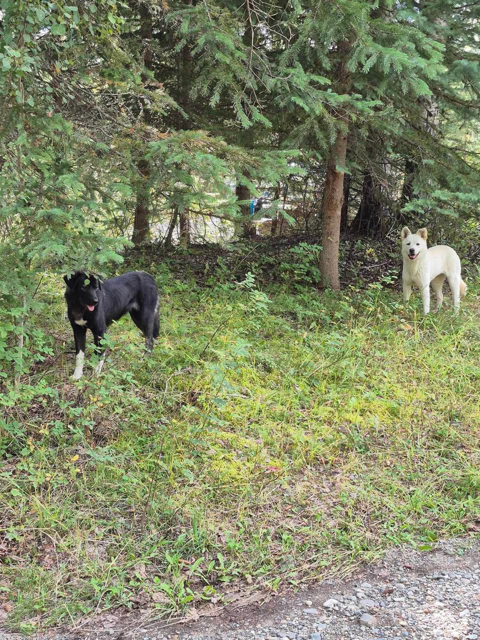 Found Dog in Elk Lake