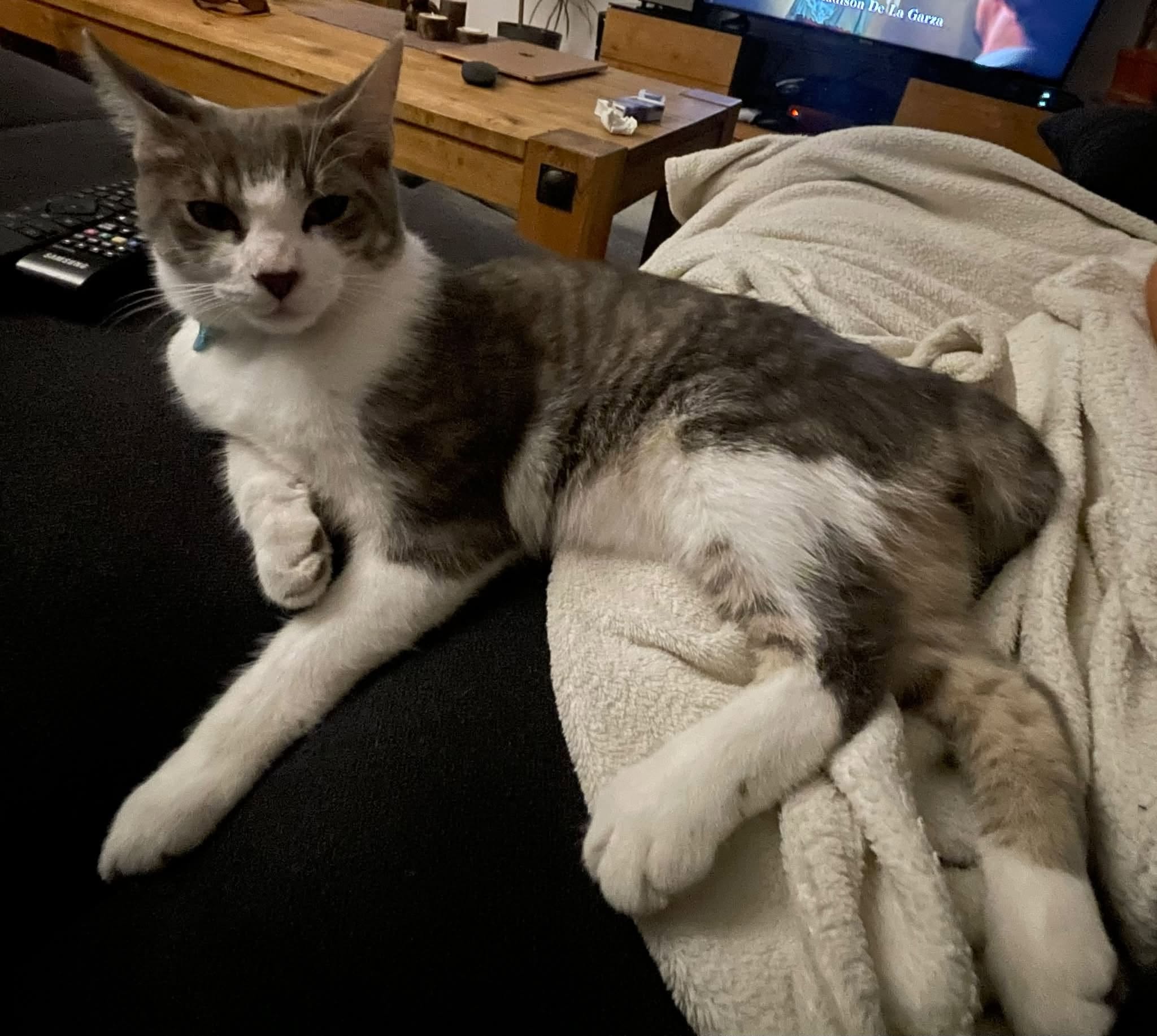 Lost cat