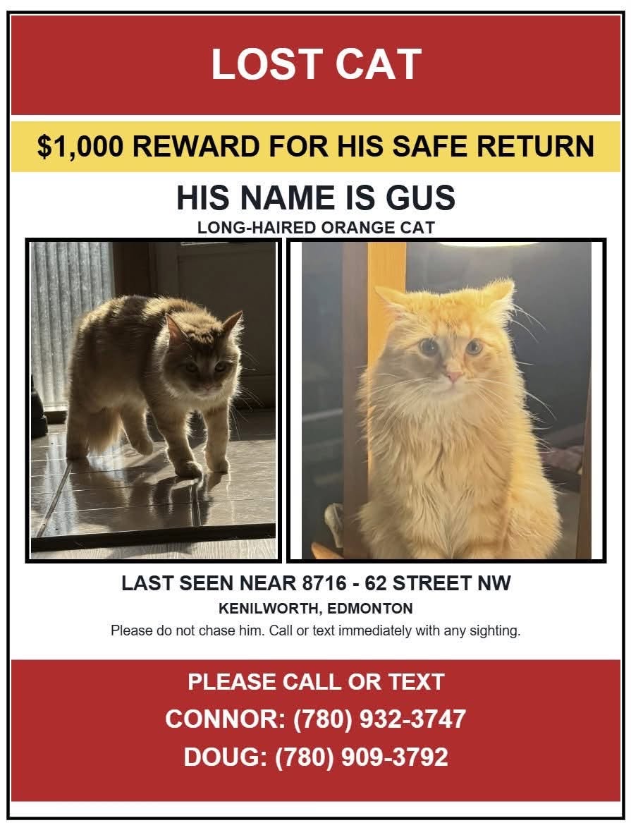Lost Cat in Kenilworth