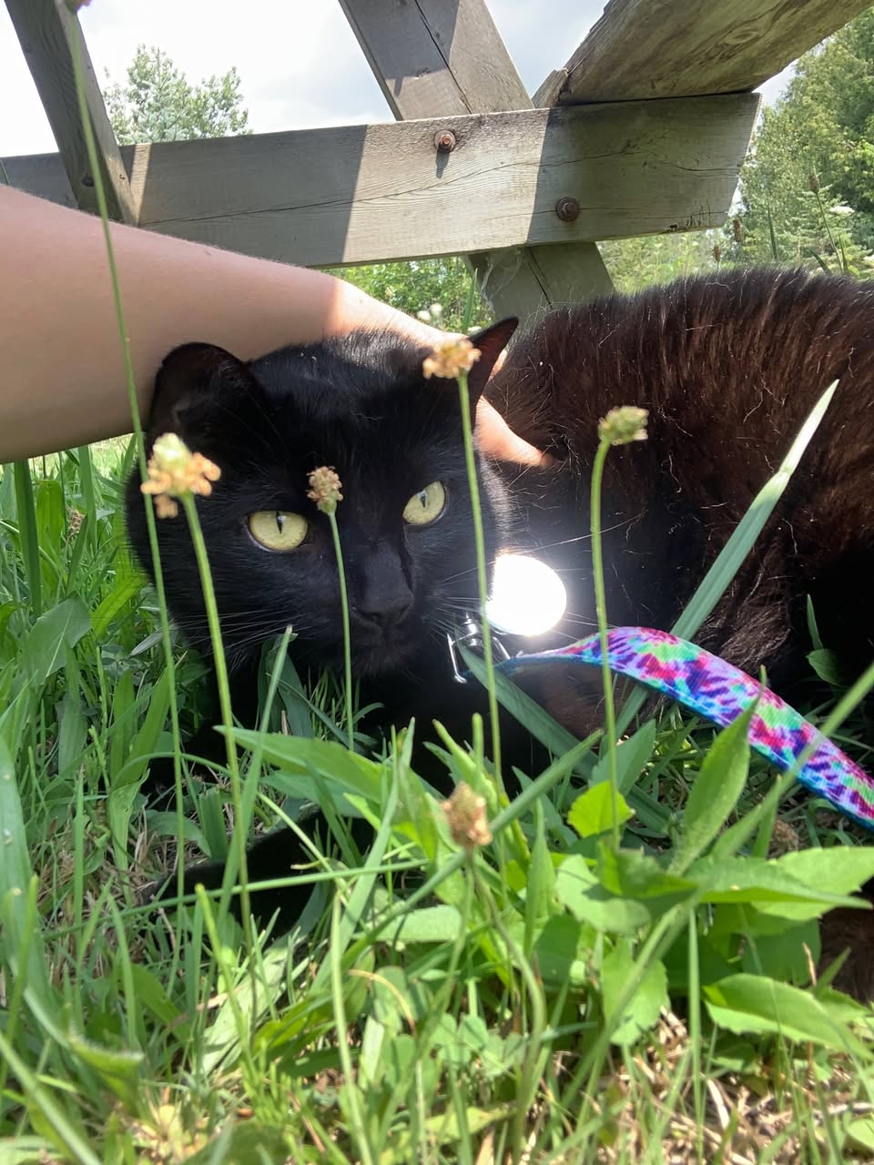 Lost cat