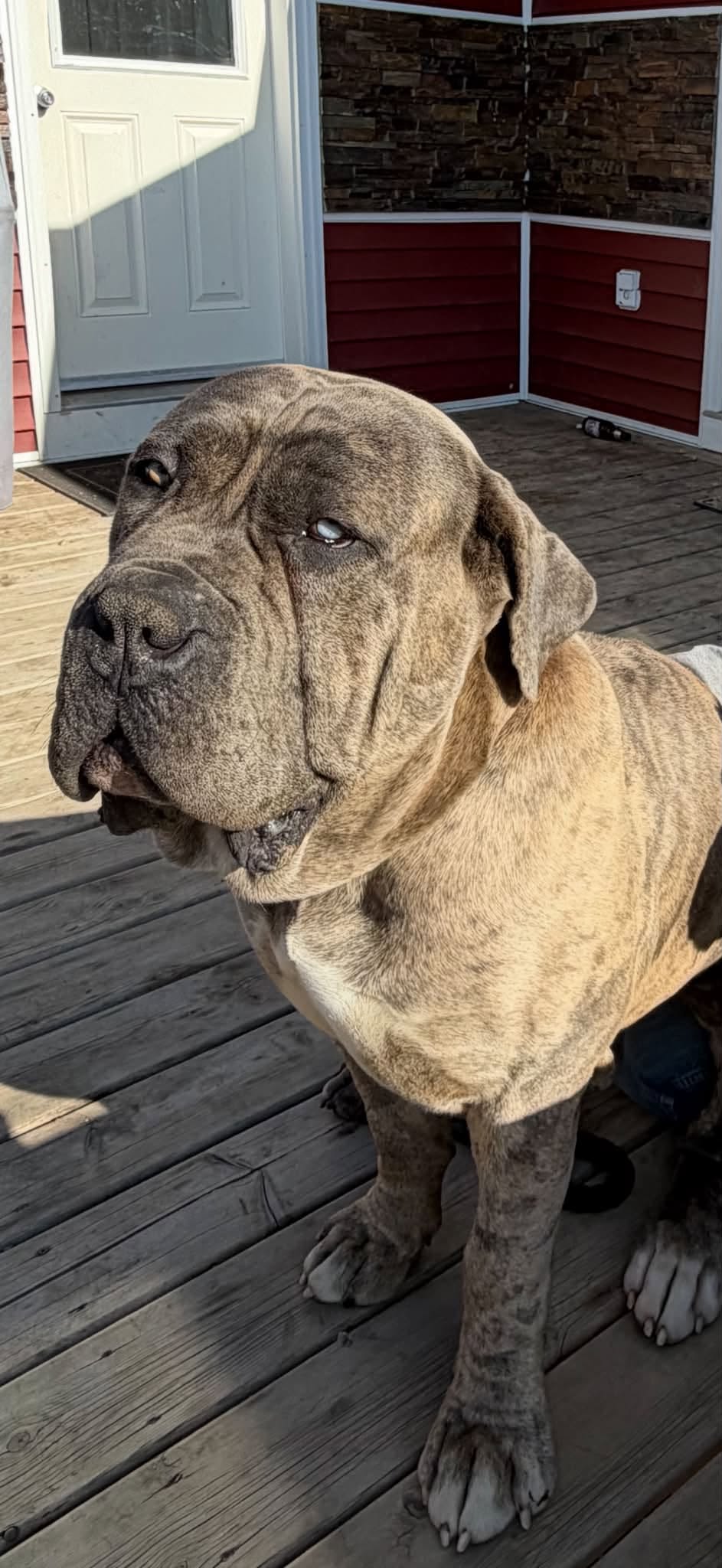 Lost Dog in Alberta