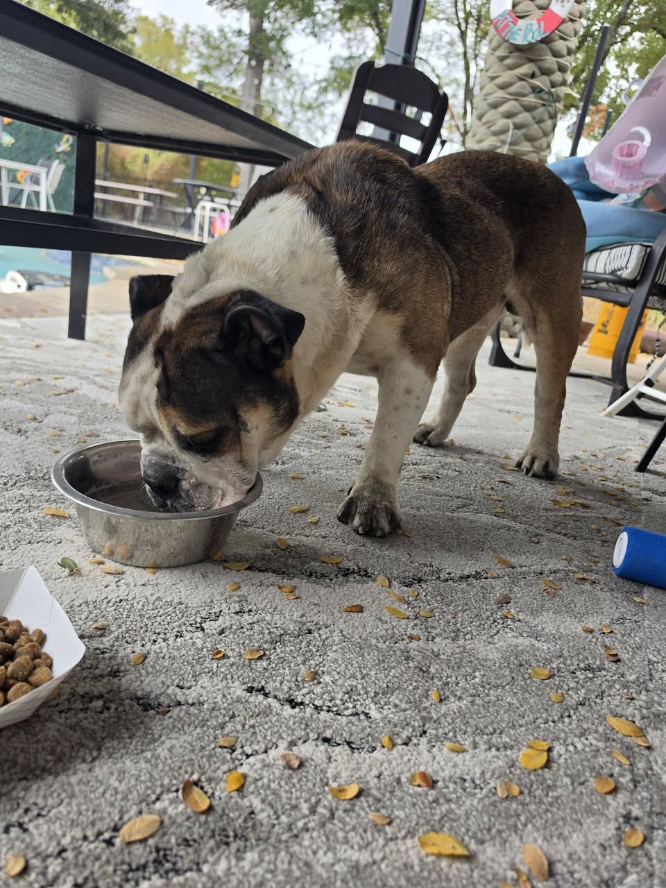 Found dog