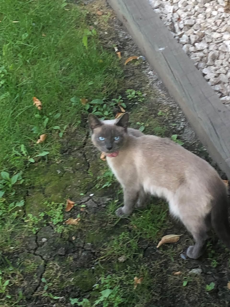 Found Cat in Alberta