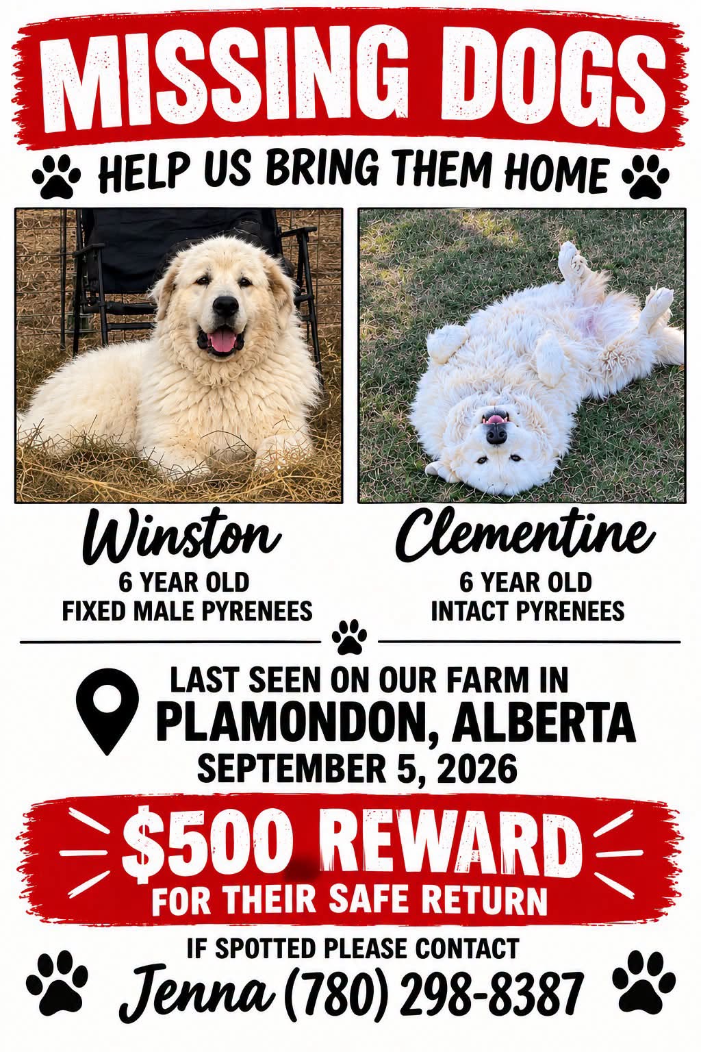 Lost dog