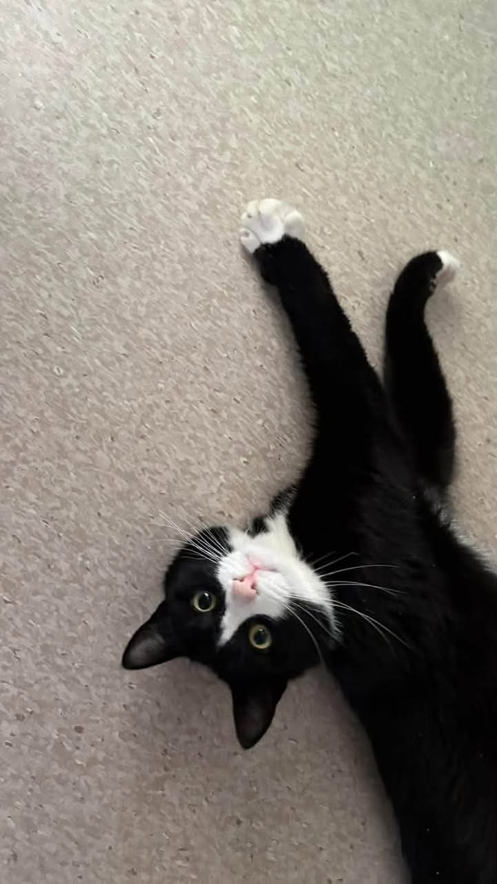 Lost Cat in Sellebakk