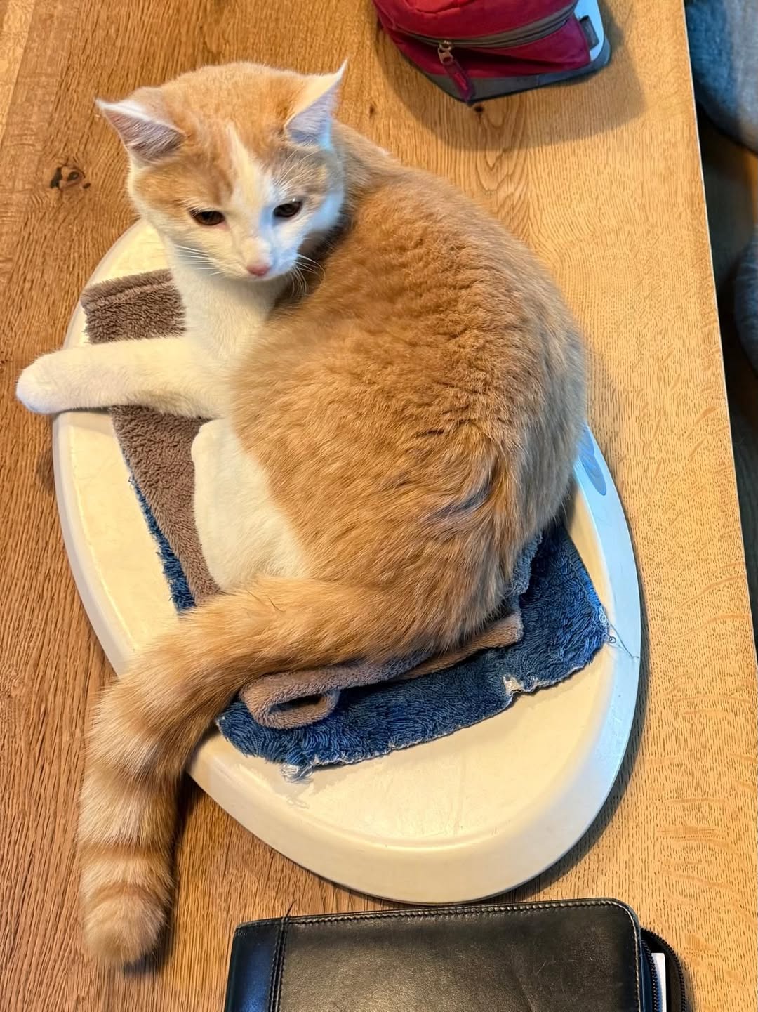 Lost Cat in Monthey