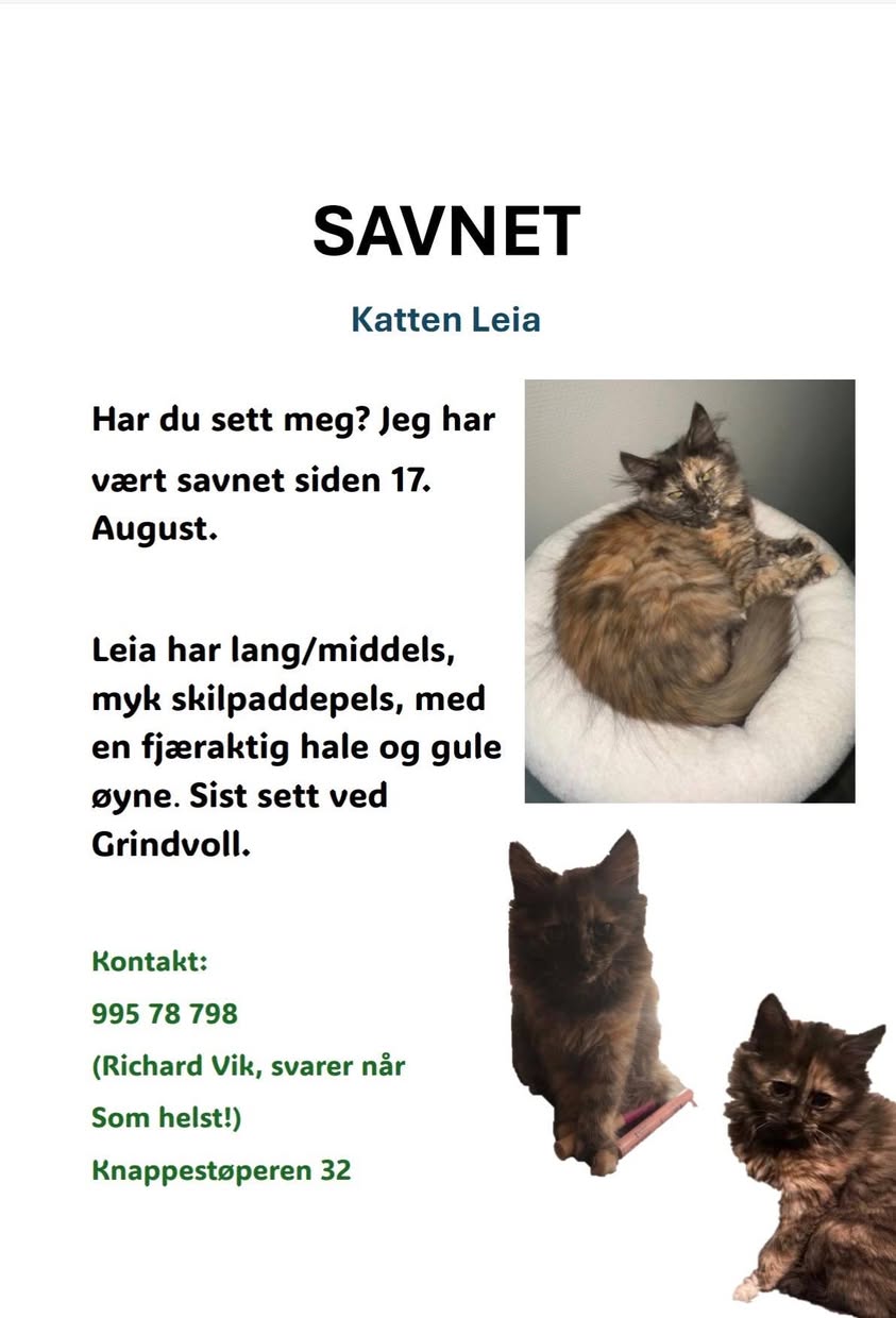 Lost Cat in Moss