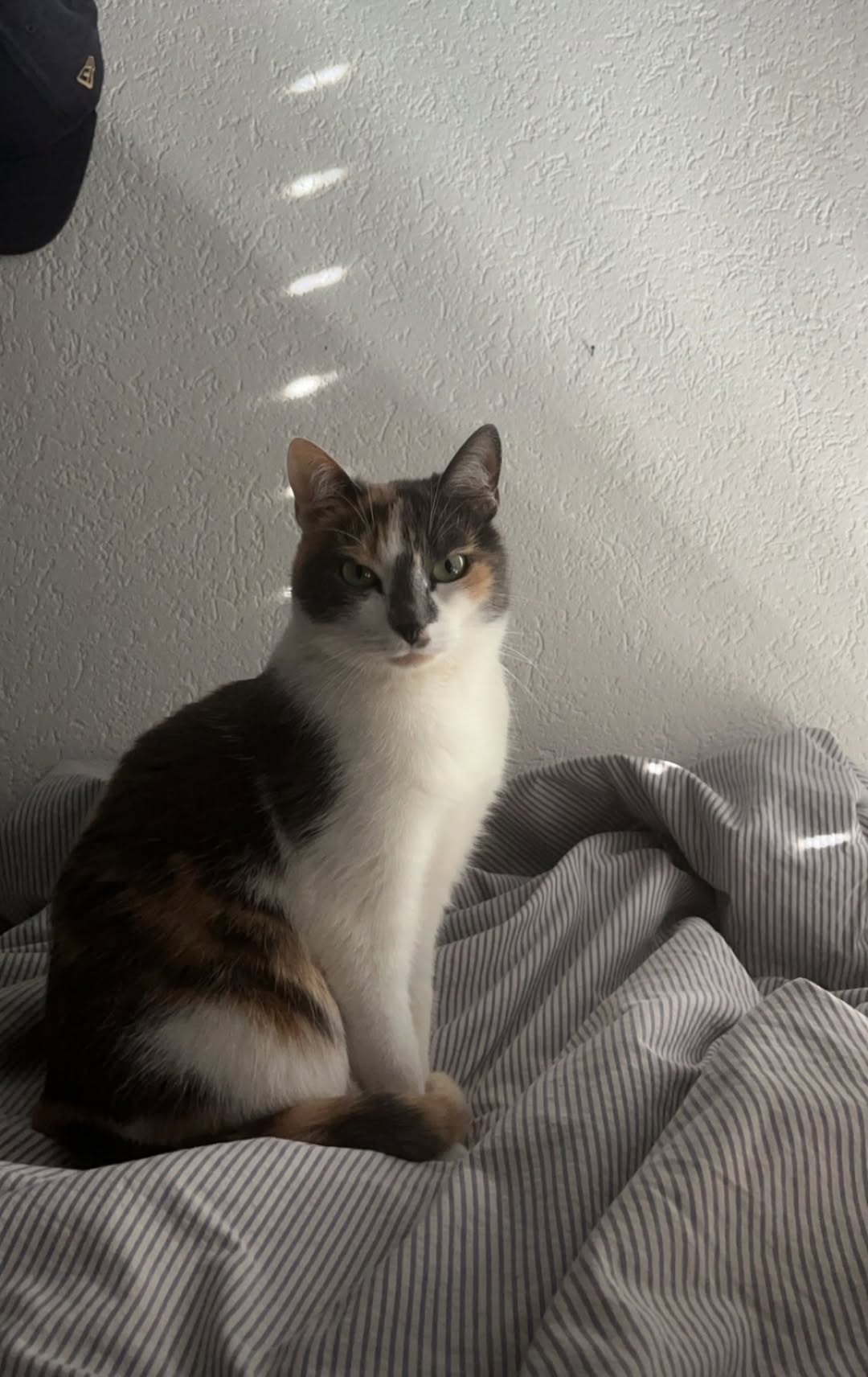 Lost cat
