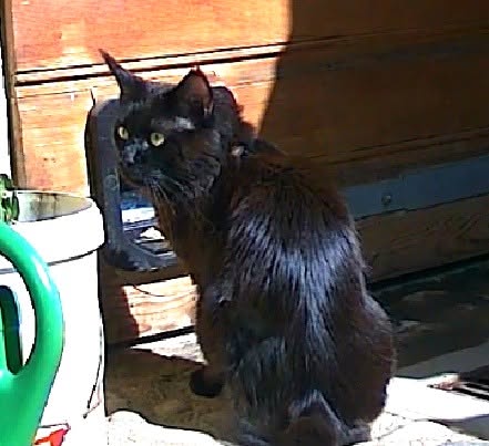 Found cat