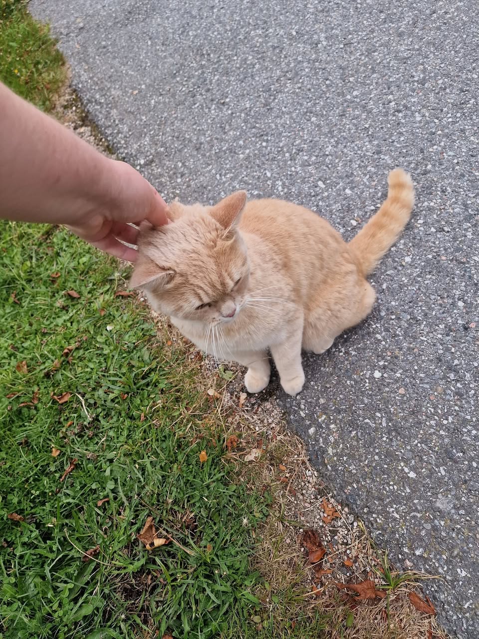 Found Cat in ØStfold