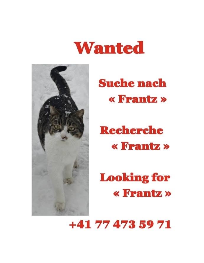 Lost Cat in Valais