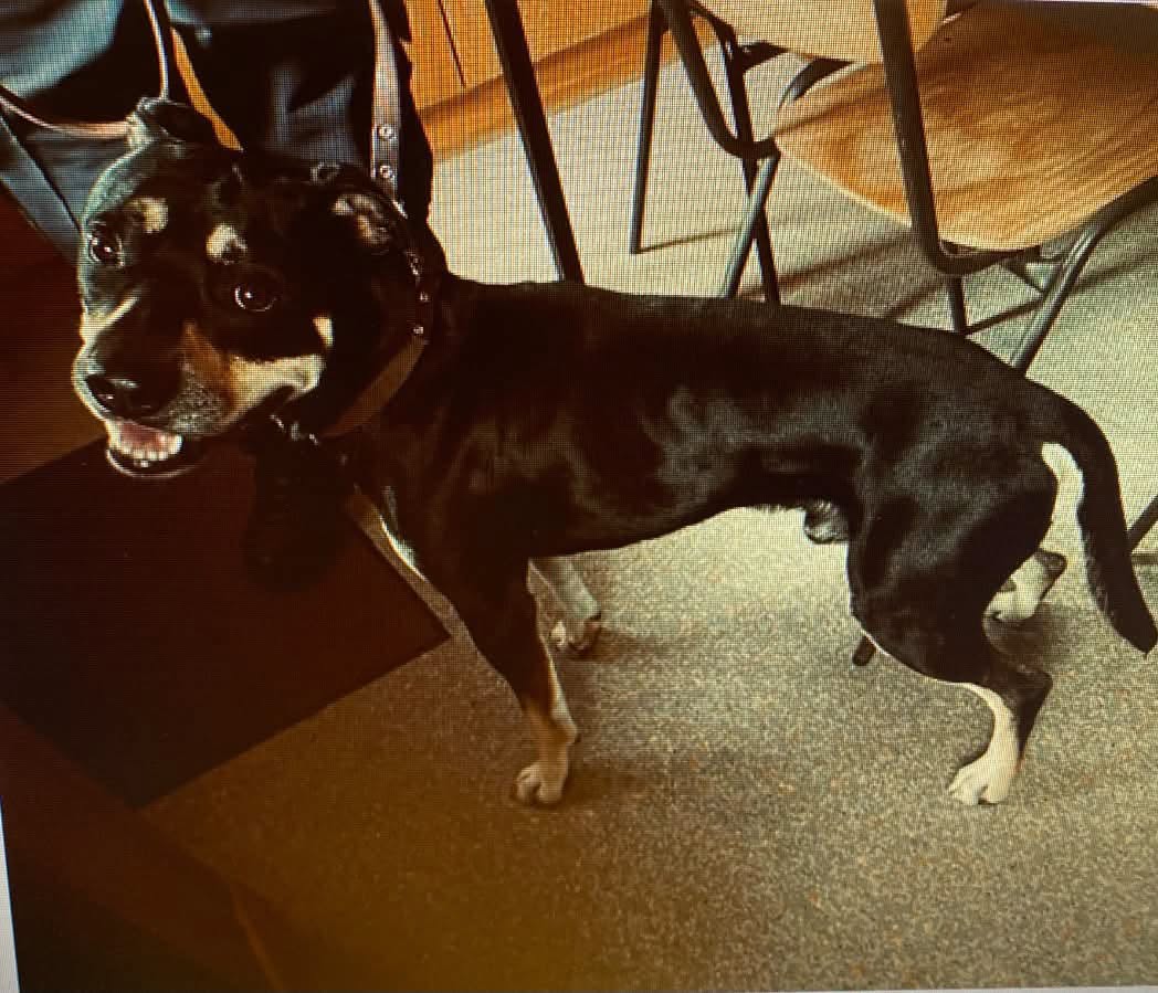Found dog