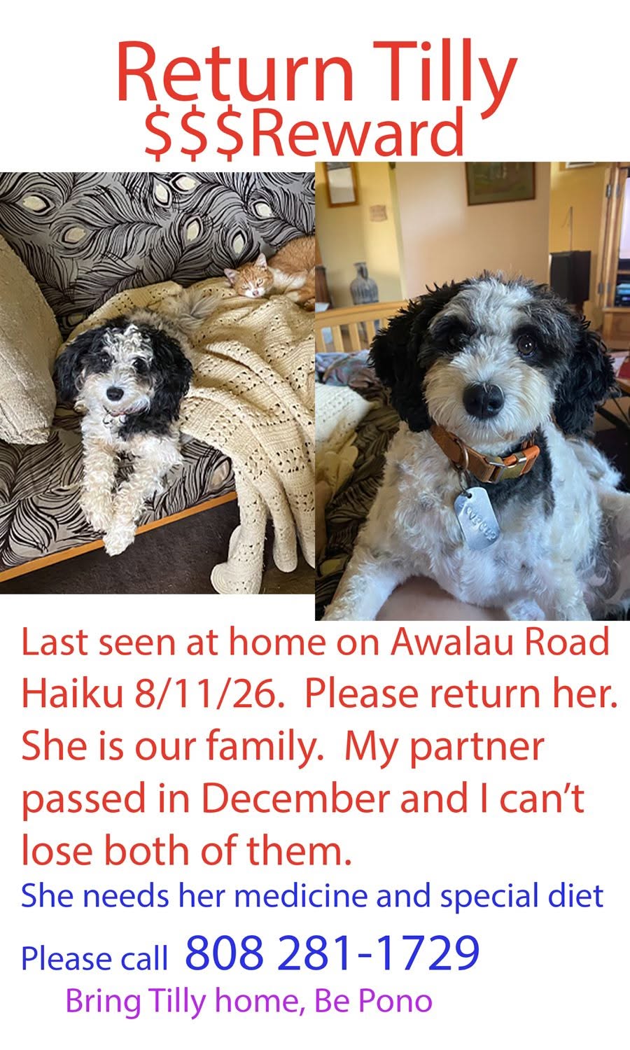 Lost Dog in Haiku