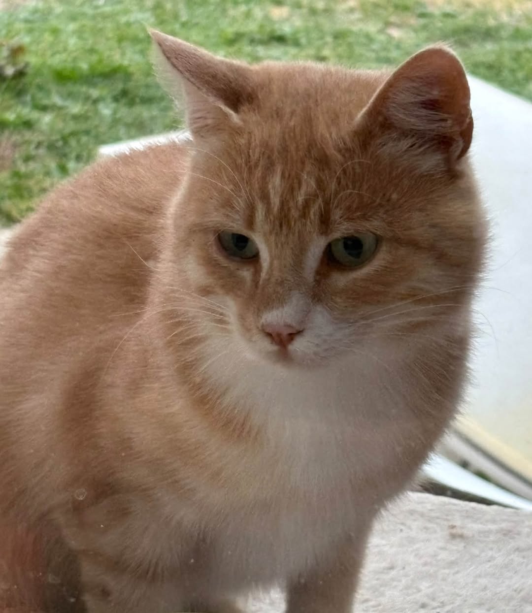 Found cat