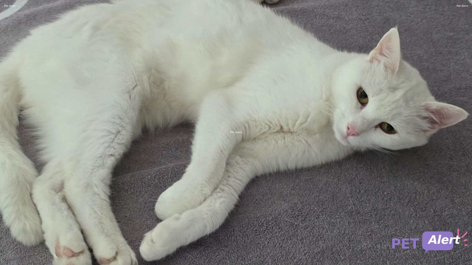 Lost Cat in Geneva