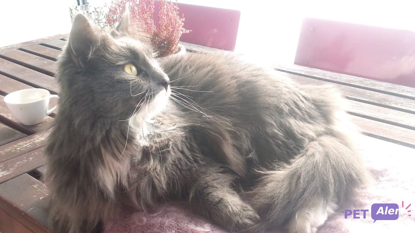 Lost cat