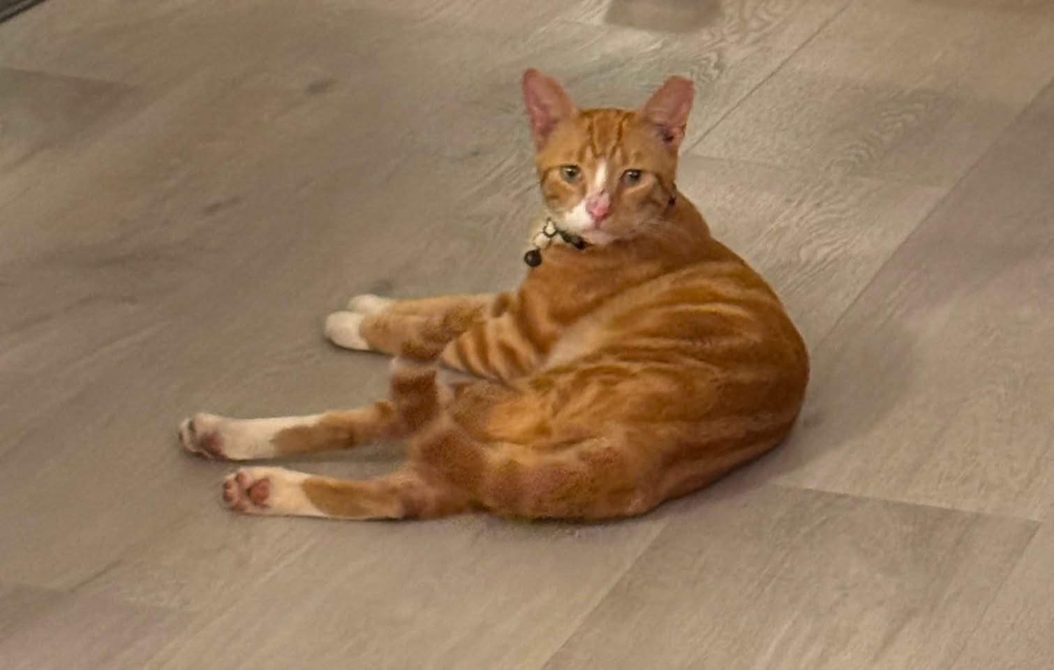 Found Cat in Maui