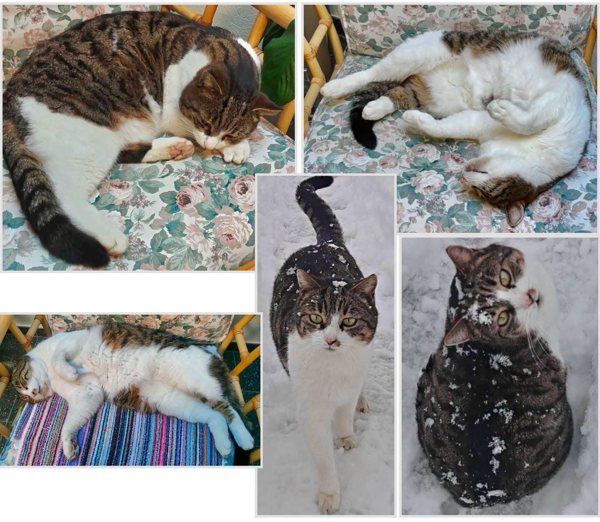 Lost Cat in Valais
