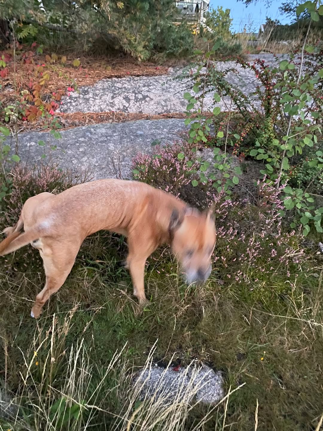 Found dog