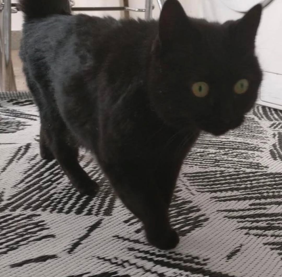 Lost Cat in Bernex